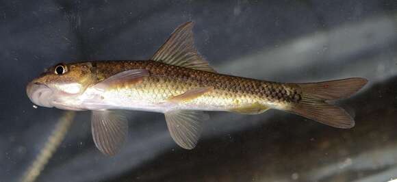 Image of African carp