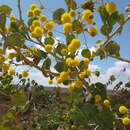 Plancia ëd Acacia pyrifolia DC.