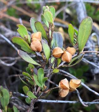 Image of Dodonaea bursariifolia F. Müll.