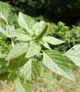 Imagem de Acalypha persimilis Müll. Arg.