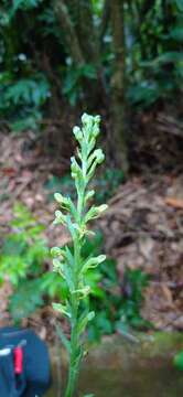 Слика од Habenaria josephensis Barb. Rodr.