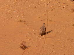 Image of Crowned Sandgrouse