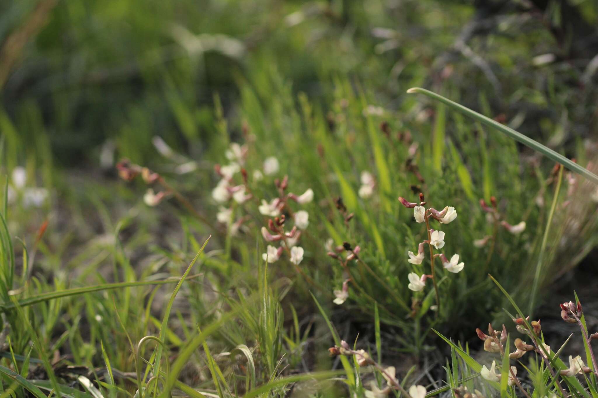 Imagem de Astragalus atratus var. inseptus Barneby