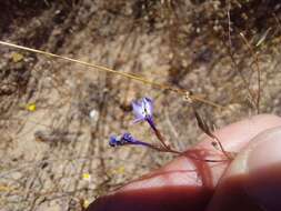 Image de Wimmerella bifida (Thunb.) Serra, M. B. Crespo & Lammers