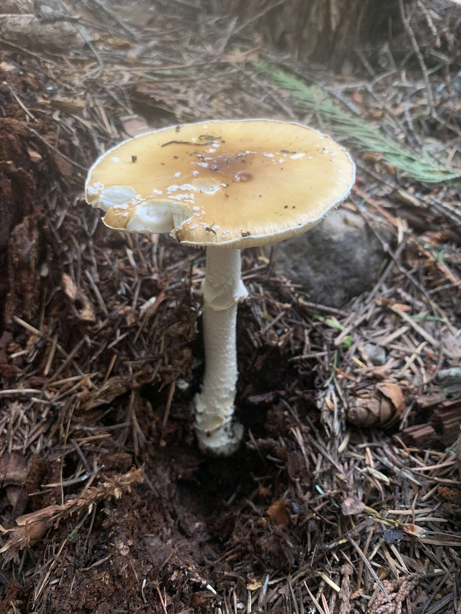 Image of Amanita pantherinoides Murrill 1912