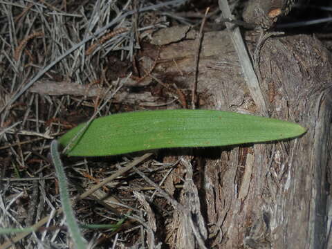 Image of Kalbarri cowslip orchid