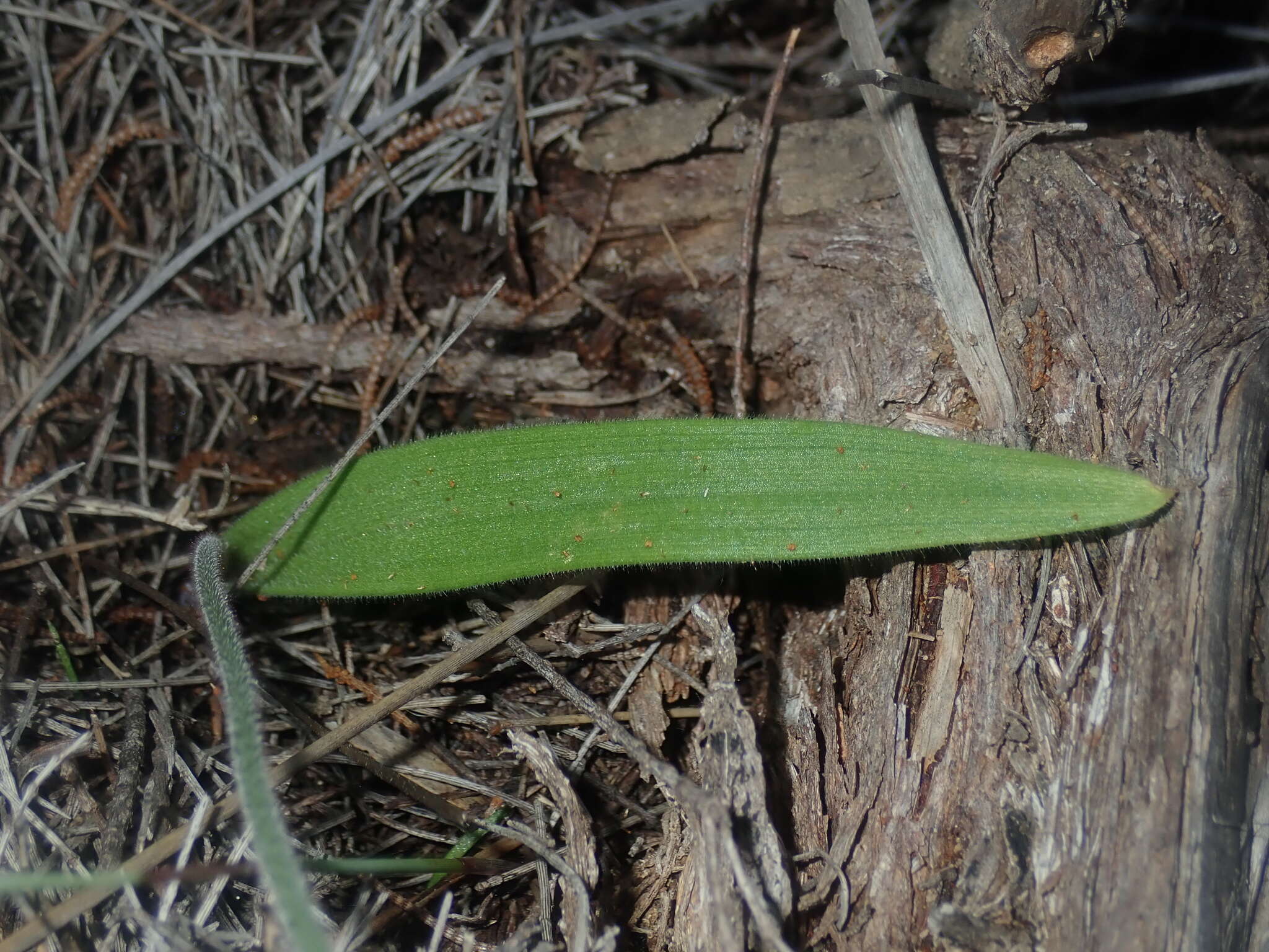 Image de Caladenia flava subsp. maculata Hopper & A. P. Br.