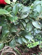 Слика од Ilex goshiensis Hayata