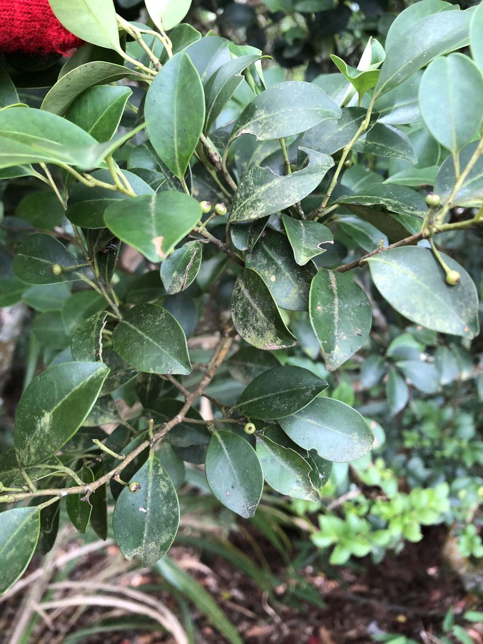 Imagem de Ilex goshiensis Hayata