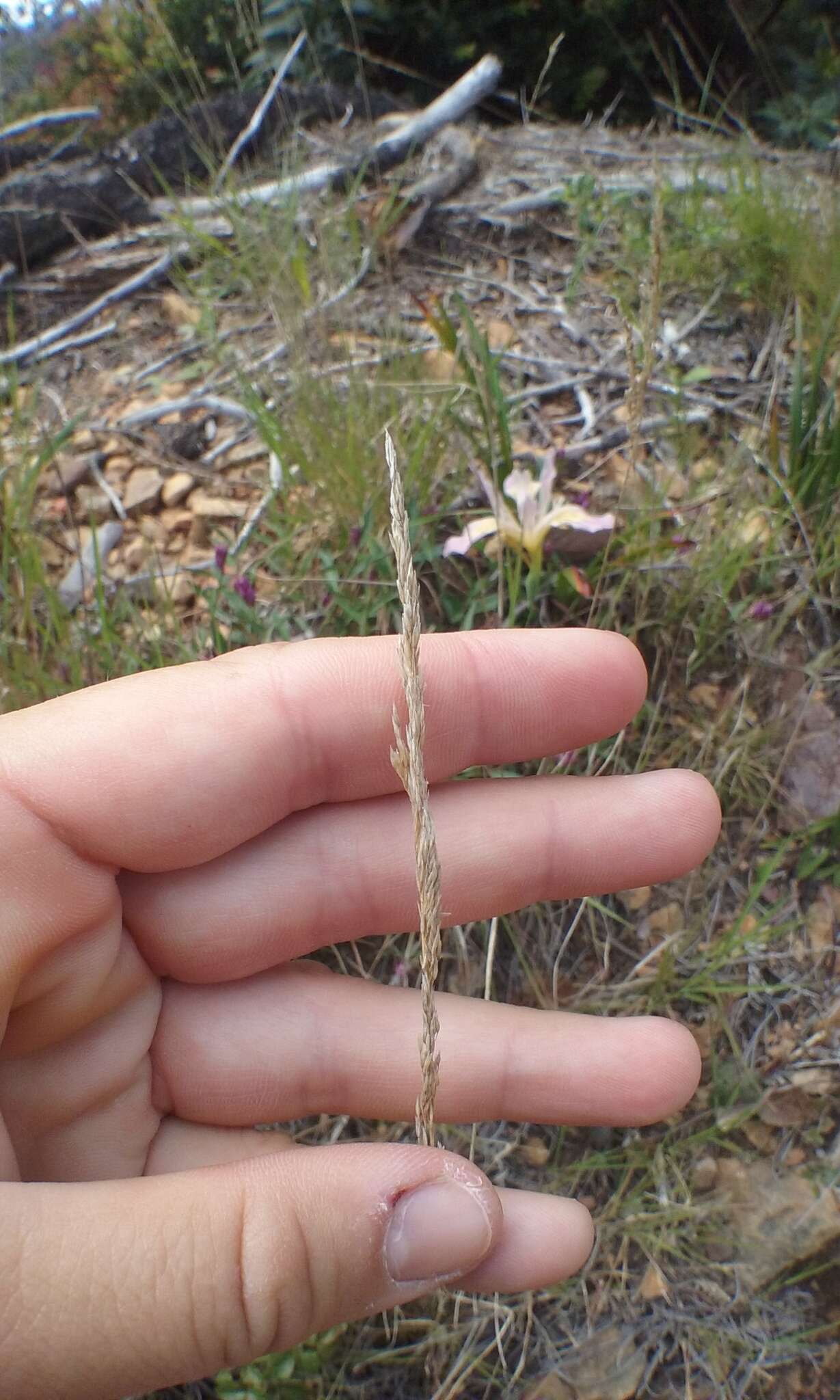 Imagem de Agrostis exarata Trin.