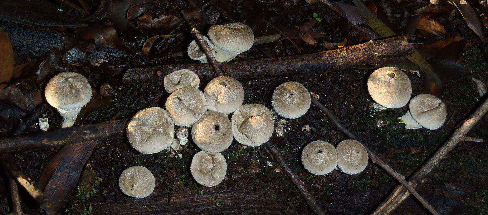 Imagem de Lycoperdon pratense Pers. 1794