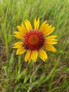 Image of Common perennial gaillardia