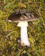 Image of Amanita nothofagi G. Stev. 1962