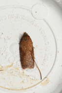 Imagem de Acleris oxycoccana Packard 1869