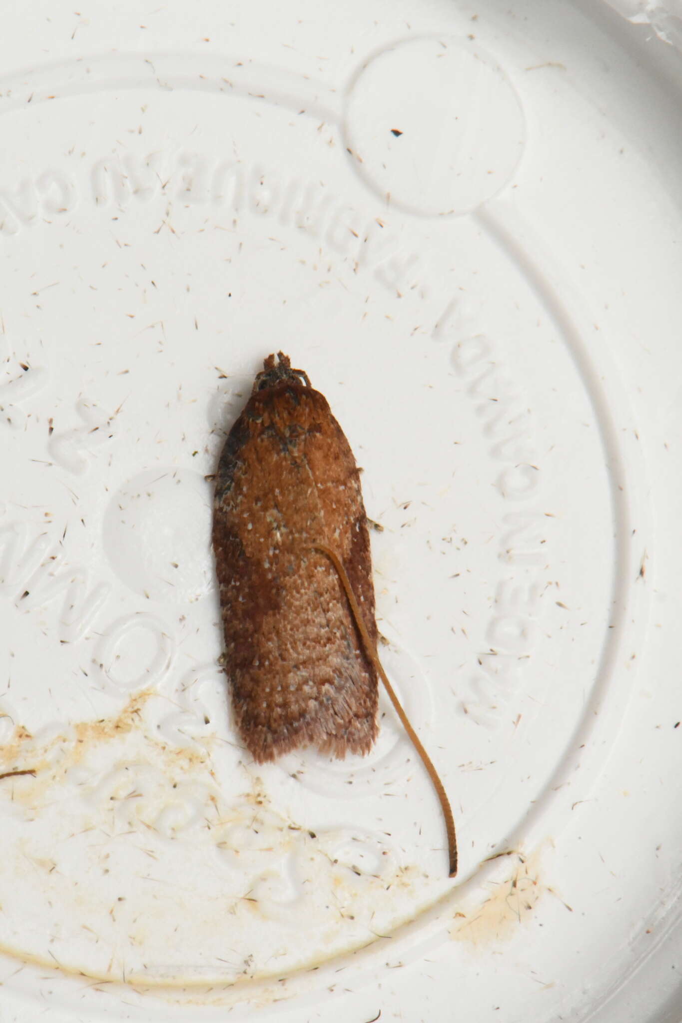 Imagem de Acleris oxycoccana Packard 1869