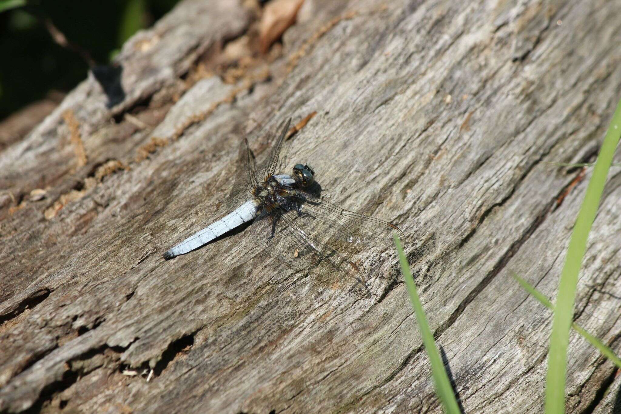 Imagem de Orthetrum japonicum (Uhler 1858)