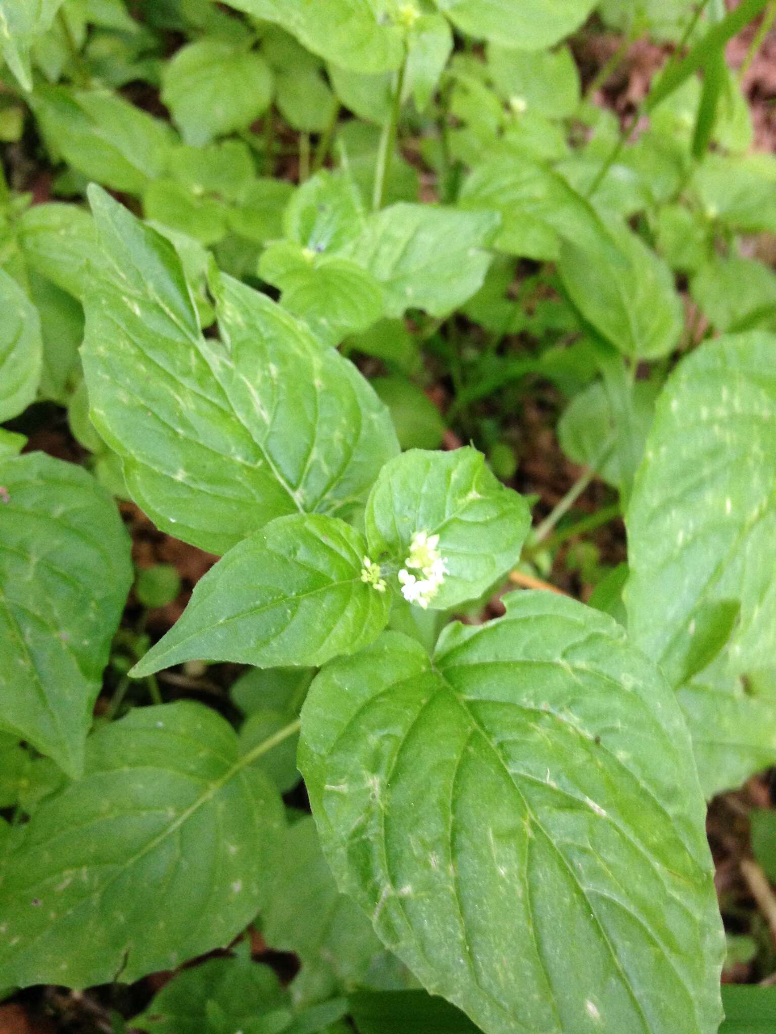 Image of Alpine enchanter’s-nightshade