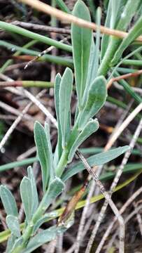 Image of Thymelaea pubescens (L.) Meissn.