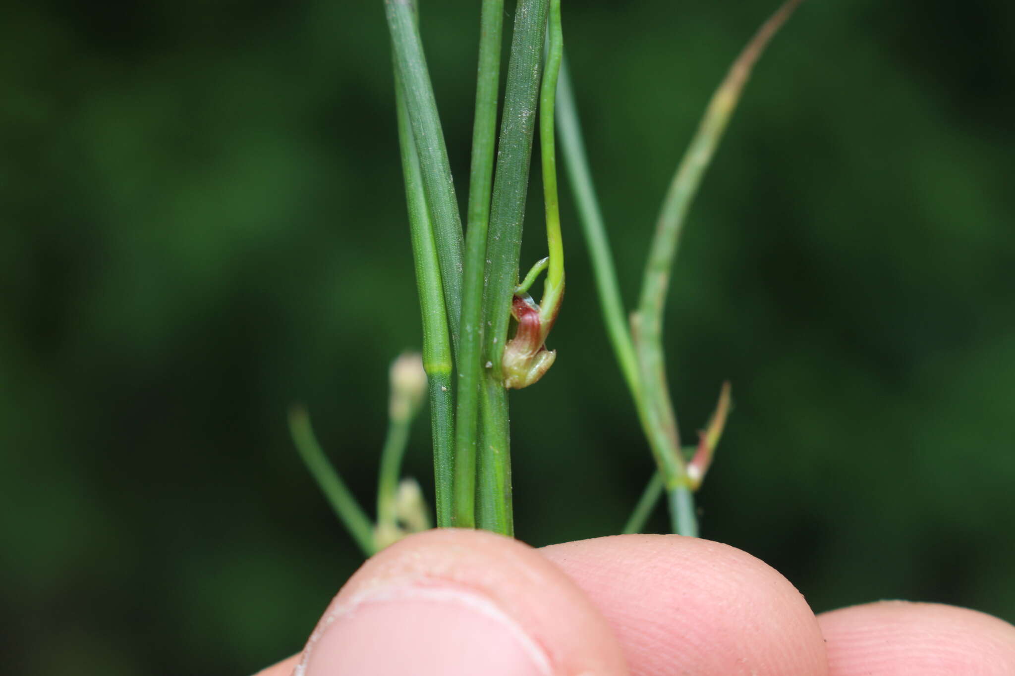 Juncus bulbosus L. resmi