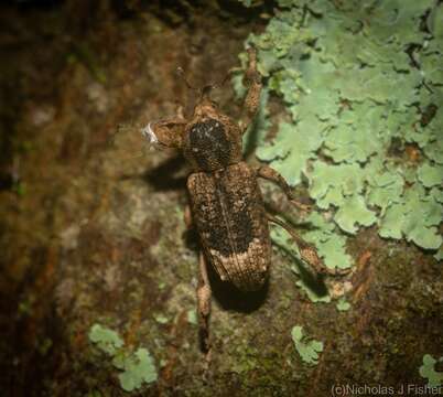 Image of Camptorhinus