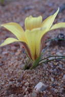 Image of Romulea pearsonii M. P. de Vos