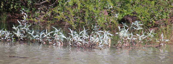 Image of Persicaria senegalensis albotomentosa (R. A. Grah.) K. L. Wilson