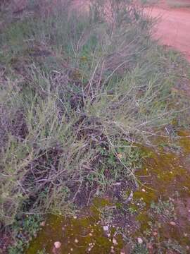 Image of Eremophila divaricata (F. Muell.) F. Muell.