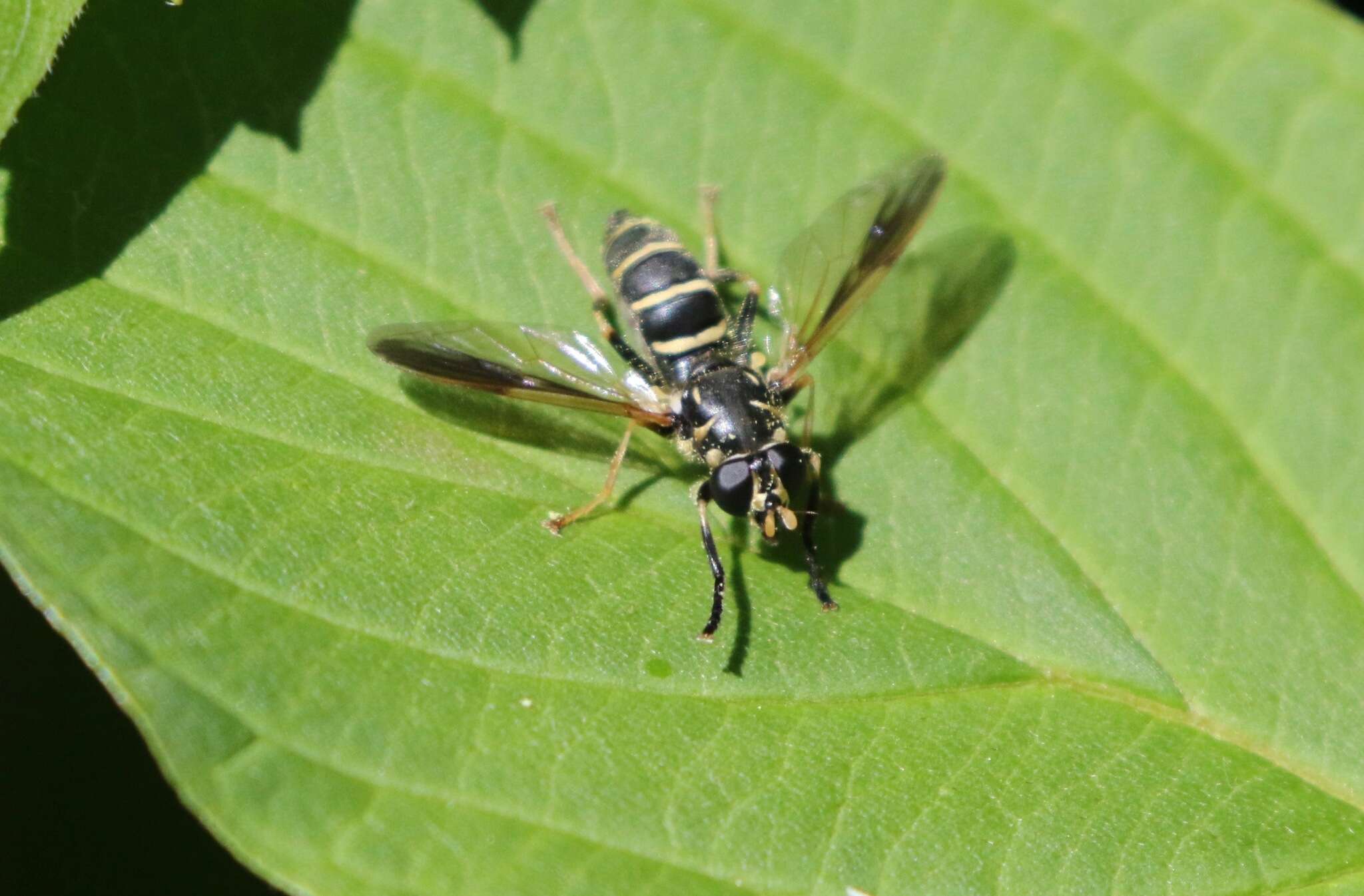 Temnostoma balyras (Walker 1849) resmi