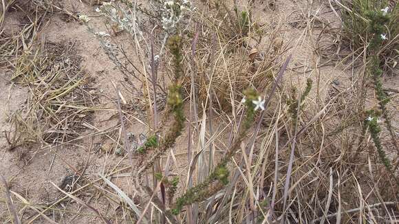 Image of Wahlenbergia rubens (H. Buek) Lammers