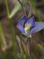 Image of Sun orchid