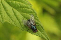 Image of Eudasyphora cyanicolor (Zetterstedt 1845)