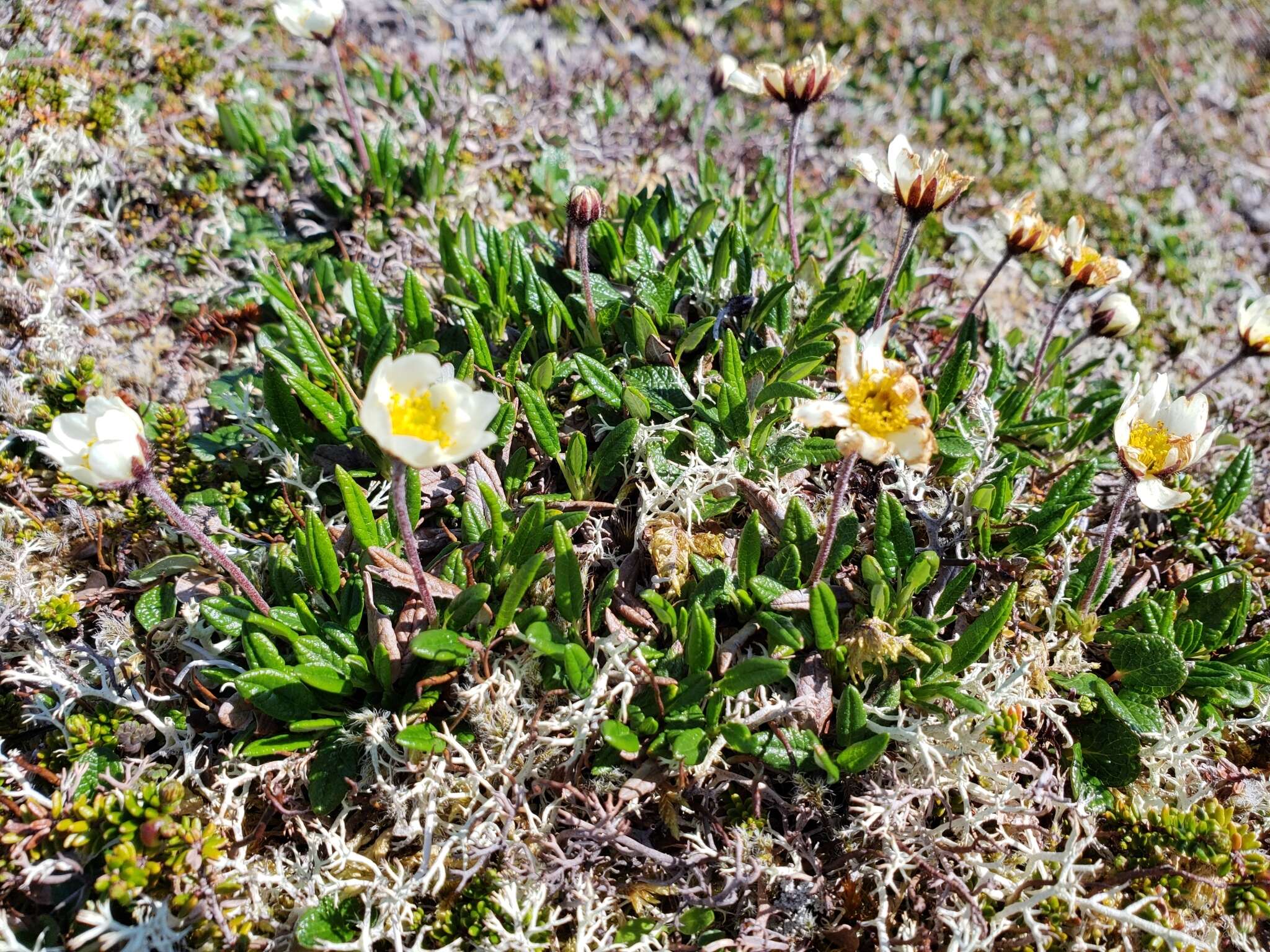 Image of entireleaf mountain-avens