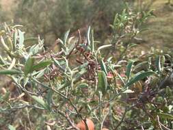 صورة Indigofera oblongifolia Forssk.