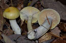 Image of Hygrophorus lucorum Kalchbr. 1874