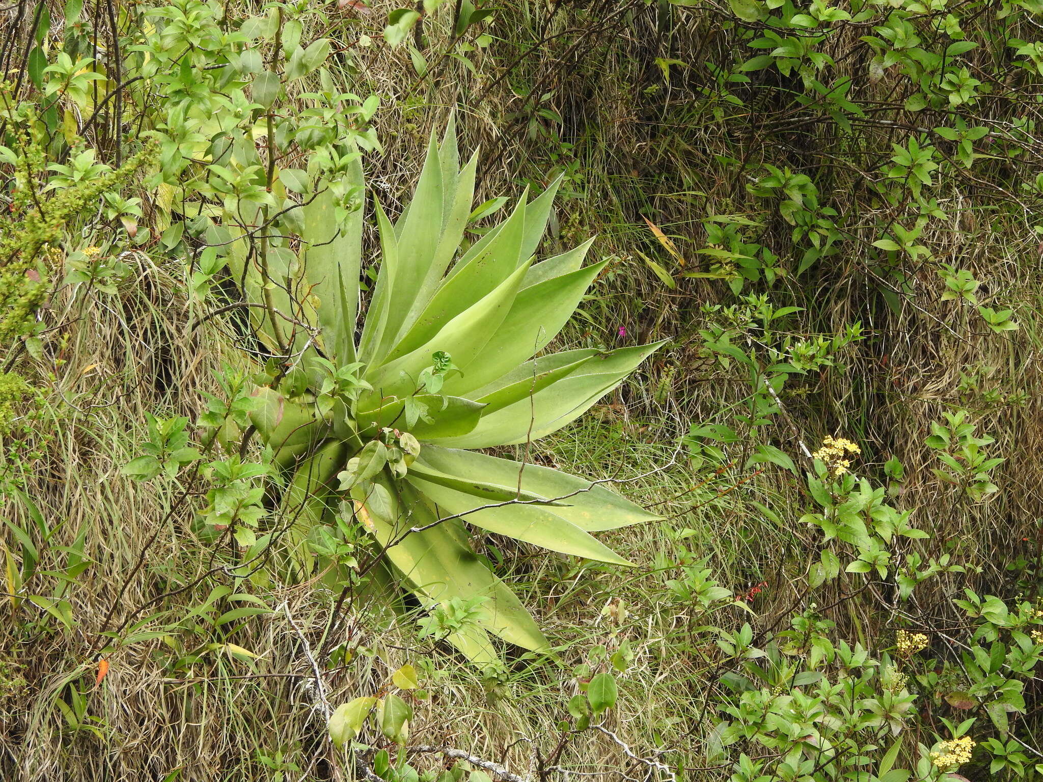 Sivun Agave warelliana De Smet ex T. Moore & Mast. kuva