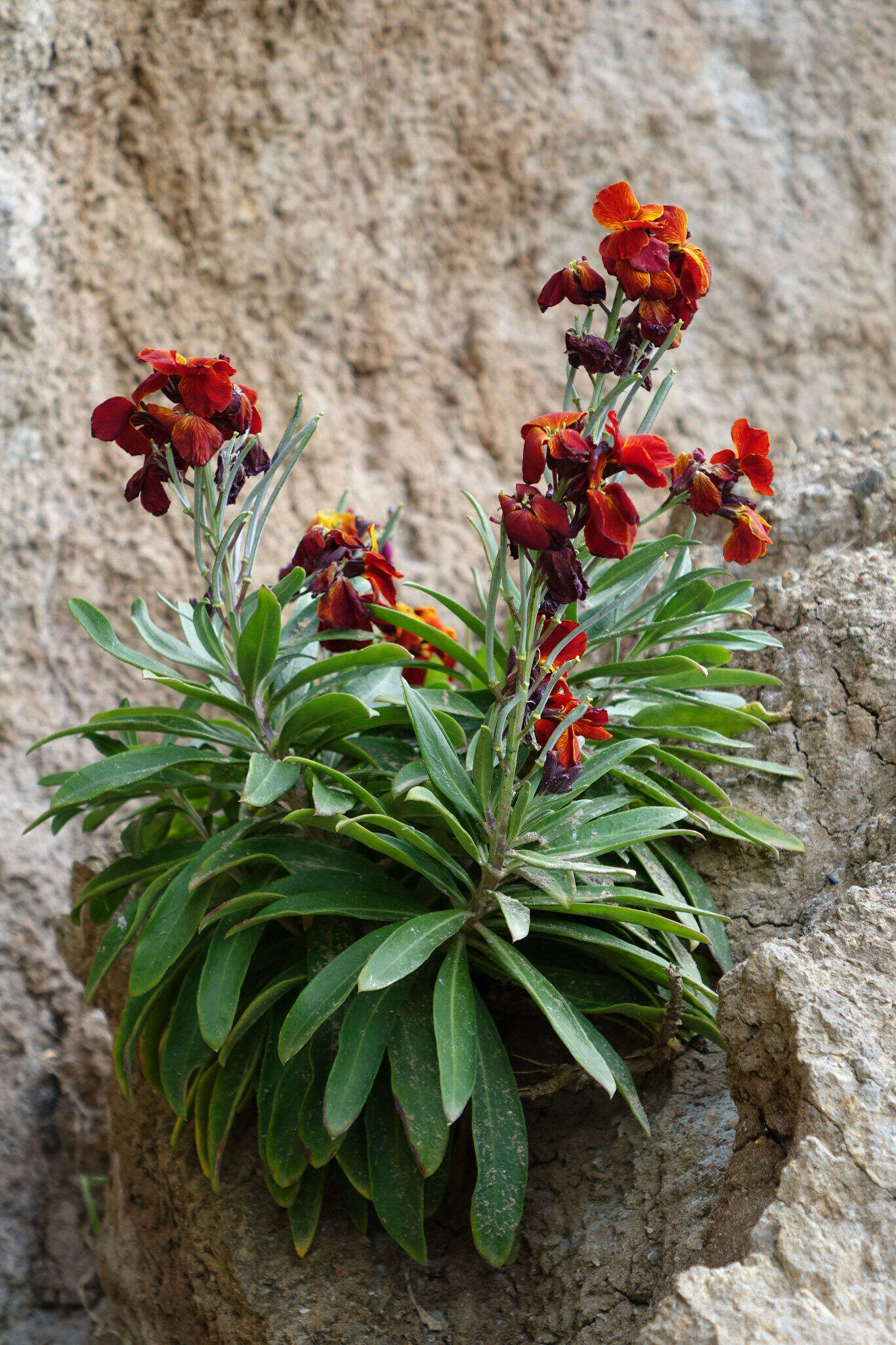 Image of Aegean wallflower