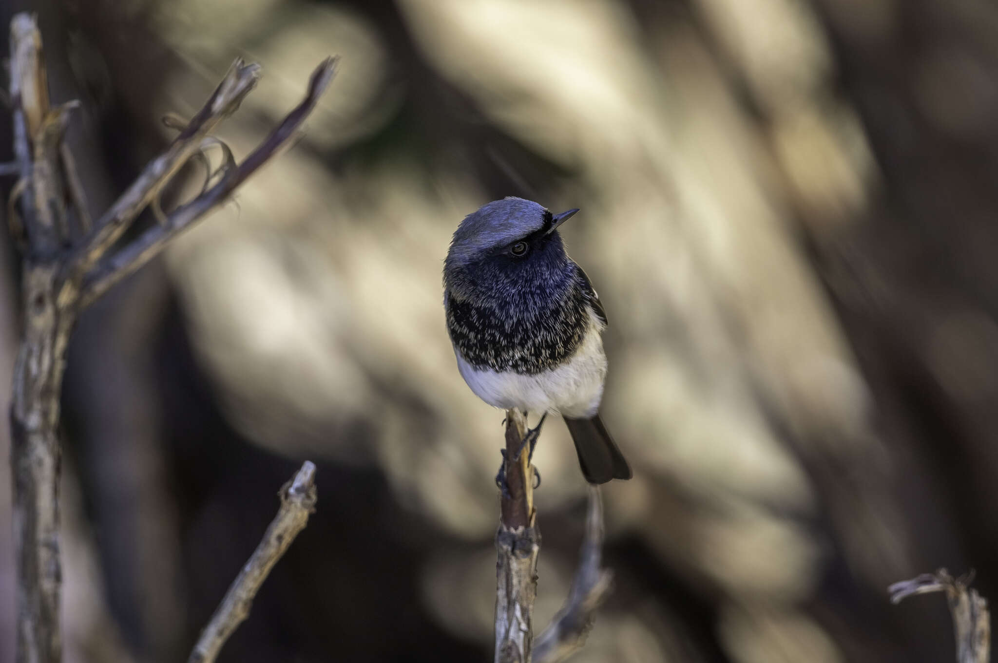 Image of Blue-capped Redstart