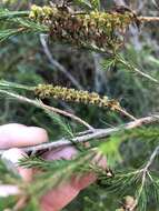 Image of Melaleuca diosmatifolia Dum.-Cours.