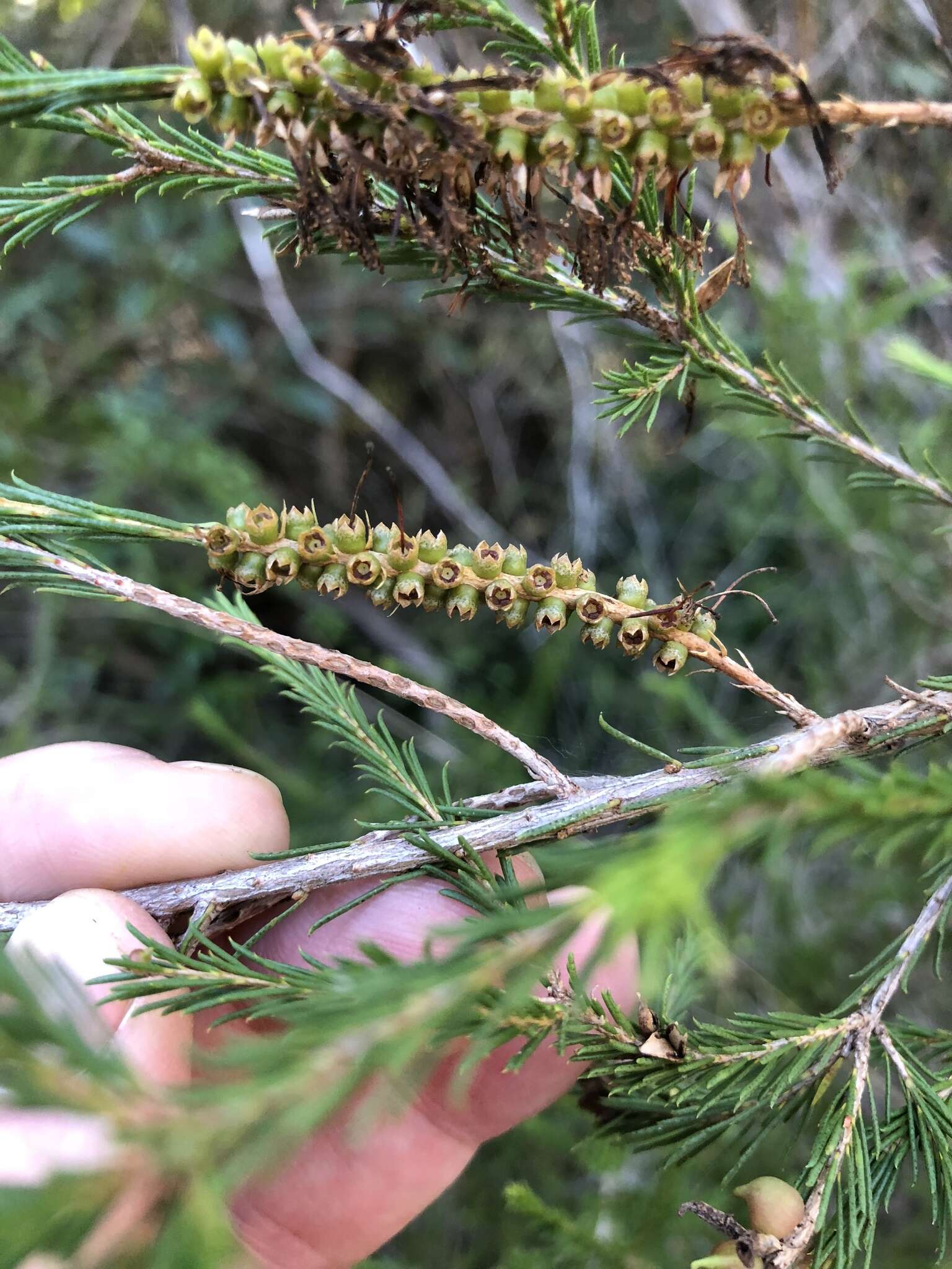 Image of Melaleuca diosmatifolia Dum.-Cours.