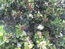 Image de Capparis sepiaria var. citrifolia (Lam.) Tölk.