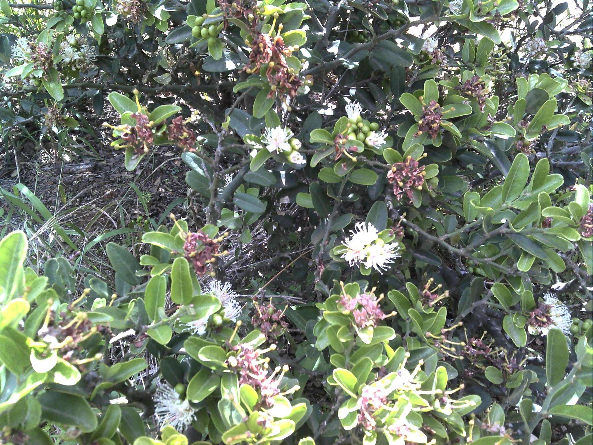 Image of Capparis sepiaria var. citrifolia (Lam.) Tölk.