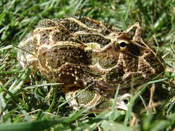 Image of Chacoan Horned Frog