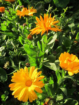 Image of pot marigold