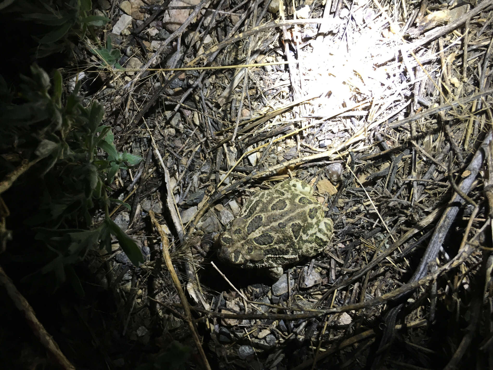 Image of Great Plains Toad