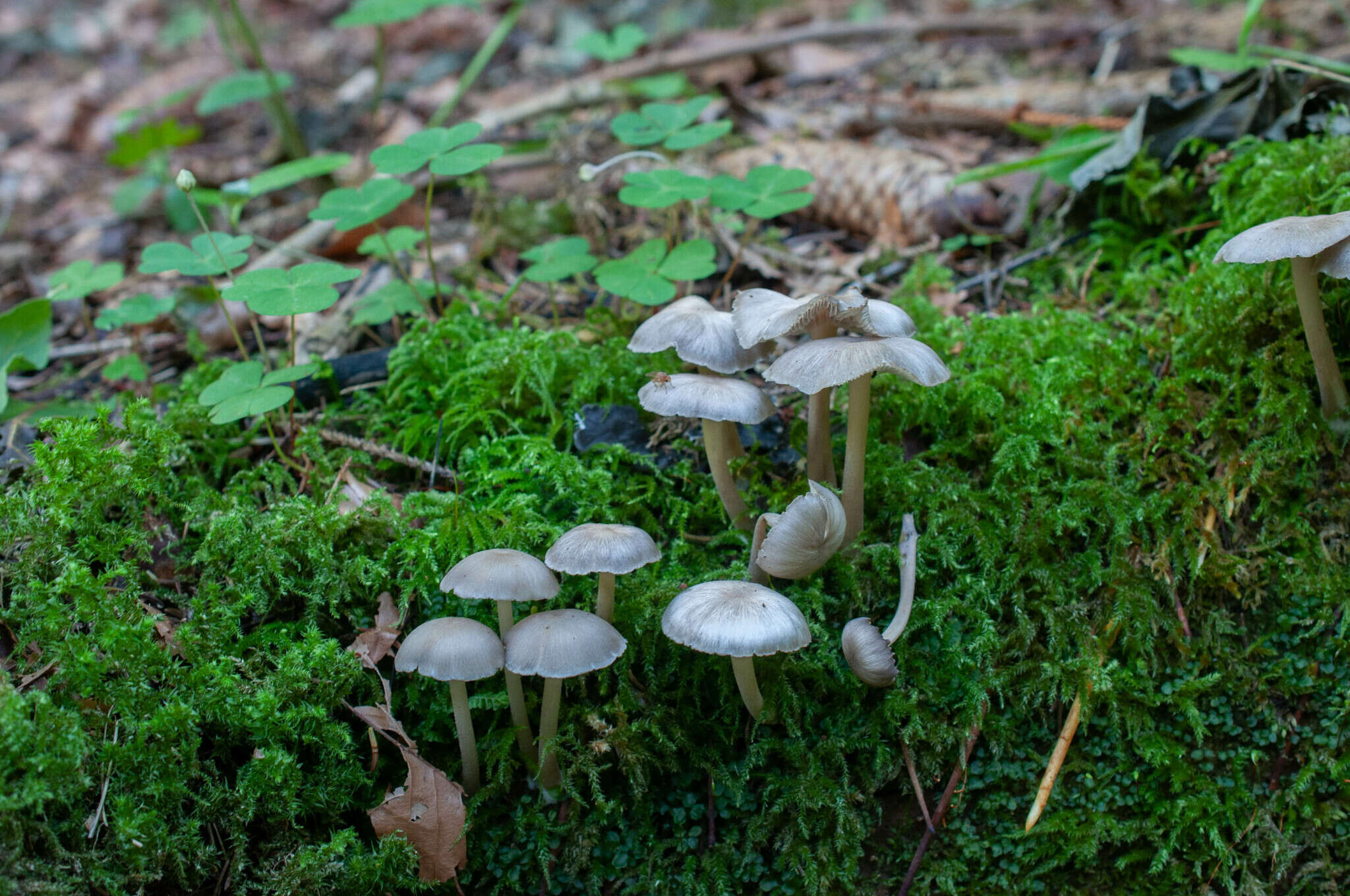 Image of Clitocybula lacerata (Scop.) Métrod 1952