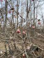 Image of Lonicera praeflorens Batalin