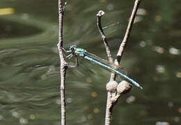 Image of Austrolestes cingulatus (Burmeister 1839)