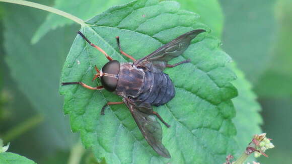 Image of Tabanus calens Linnaeus 1758