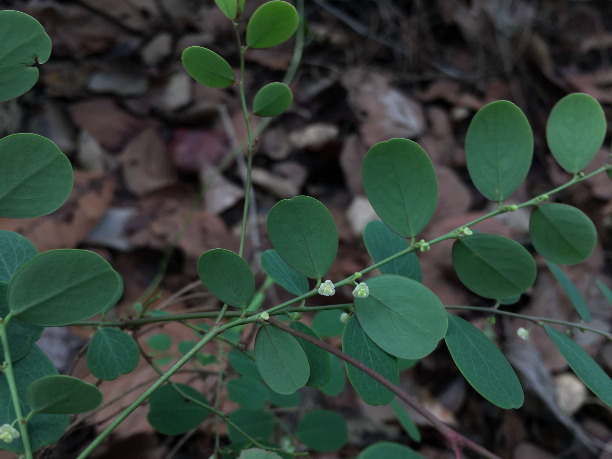 Image de Breynia quadrangularis (Willd.) Chakrab. & N. P. Balakr.