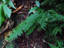 Sivun Hymenasplenium cheilosorum (Kunze ex Mett.) Tag. kuva